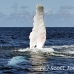 whale_humpback_h_00709_dom2782.jpg